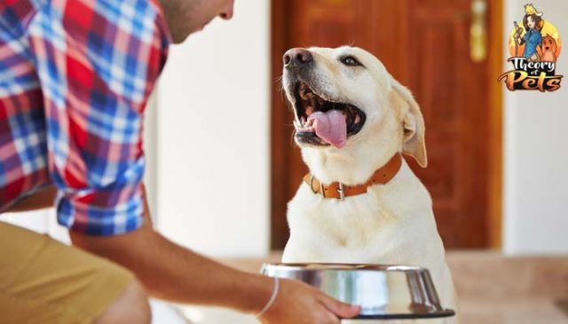 TOP #7: The Humanization of Dog Food With Dr Jennifer Alophe, PhD