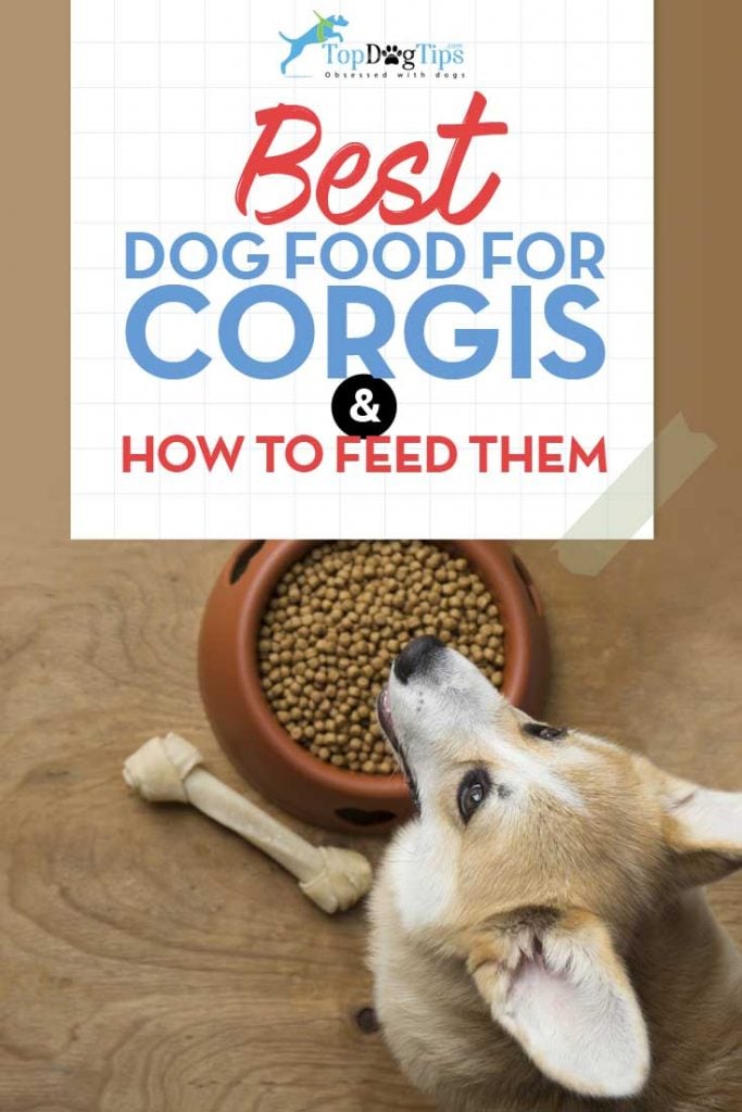 Best Dog Food for How and What To Feed