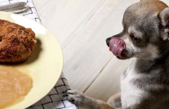 25 Delicious Homemade Thanksgiving Dinner Recipes for Dogs A chihuahua licking its lips while staring at a food - 25 Delicious Homemade Thanksgiving Dinner Recipes for Dogs