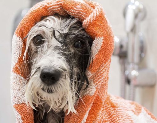 7 Best Dog Towels for Drying Dogs After Bathing 7 Best Dog Towel for Drying Dogs After Bathing