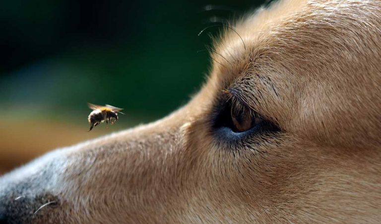 Crisp Can Dogs Have Bee Pollen Artwork Digital Art Crisp Can Dogs Have Bee Pollen Artwork Digital Art