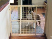 Review: Evenflo Position and Lock Dog Gate Evenflo Position and Lock Dog Gate Review