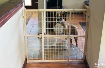 Review: Evenflo Position and Lock Dog Gate Evenflo Position and Lock Dog Gate Review