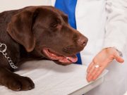 5 Best Flea Pills for Dogs to Protect Your Pet From Parasites Vet giving oral medicine to a dog