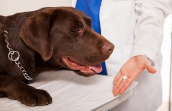 5 Best Flea Pills for Dogs to Protect Your Pet From Parasites Vet giving oral medicine to a dog