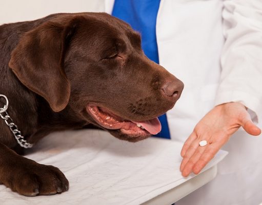 5 Best Flea Pills for Dogs to Protect Your Pet From Parasites Vet giving oral medicine to a dog