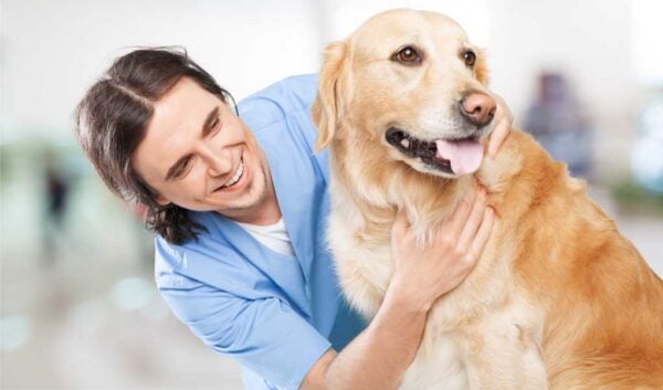 Your Full-Service Vet in Ashburn, VA visual data 5