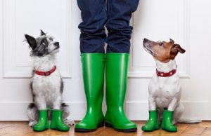 5 Best Waterproof Boots for Walking Dogs Best Waterproof Dog Walking Boots featured image