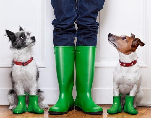 5 Best Waterproof Boots for Walking Dogs Best Waterproof Dog Walking Boots featured image