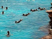 Dad and Dog Dive Off Of Cliffs Together Dad and Dog Dive Off Of Cliffs Together