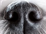 Dogs Can Smell Many Things – Including Time Dogs Can Smell Time