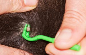 How to Remove a Tick From a Dog How To Remove A Tick From A Dog