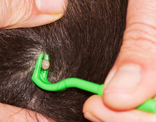 How to Remove a Tick From a Dog How To Remove A Tick From A Dog