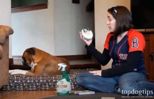 How to Remove Fleas From a Dog How to Get Rid of Fleas on a Dog (The Guide)