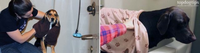 Photo inspiration: Drying A Dog With A Microfiber Towel After Bath Reference: 7 Best Dog Towel Choices For Drying Dogs After A