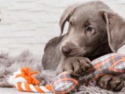 TOP #10: How to Sooth Dog’s Anxiety With Music ft. Amman Ahmed How to Sooth Dog Anxiety With Music