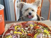 Los Angeles Puppy Captures Hearts with Instagram Foodie Photo Ops Popeye the Foodie Dog
