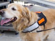 Service Dog’s Skills Fascinate Social Media Members Service Dog’s Skills Fascinate Social Media Members
