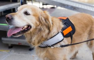 Service Dog’s Skills Fascinate Social Media Members Service Dog’s Skills Fascinate Social Media Members
