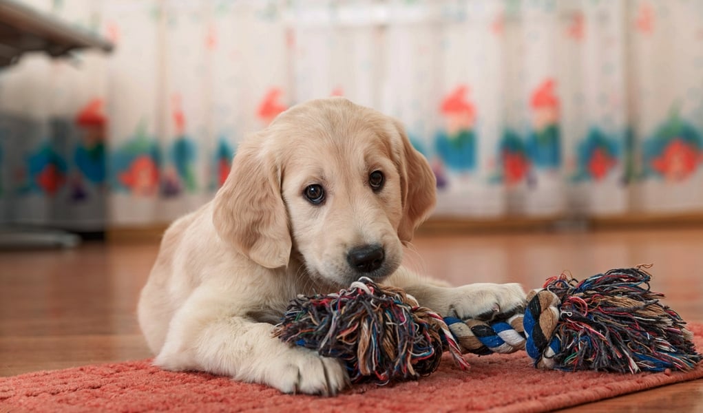 can dogs think toys are puppies