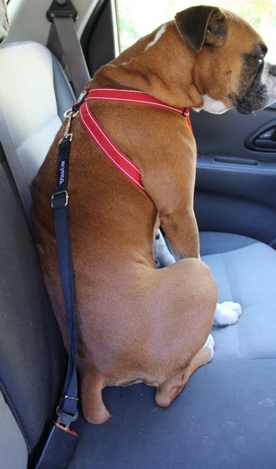 Vastar dog hot sale seat belt