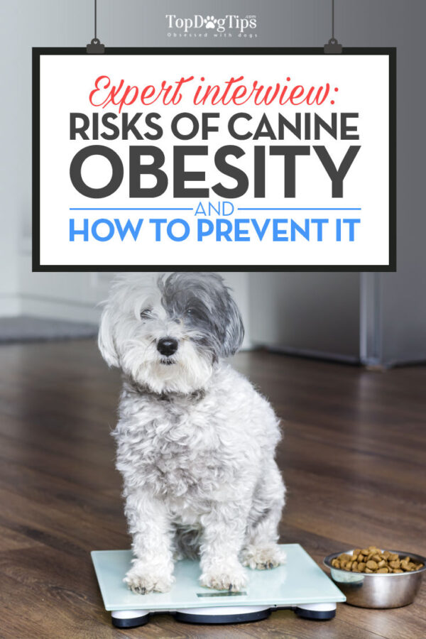 Picture of Expert Interview: Risks of Canine Obesity and How To Keep Your Dog Fit