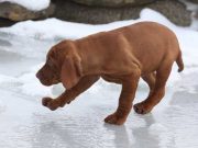 What’s the Best Ice Melt Safe for Pets? What Is the Best Ice Melt Safe for Pets