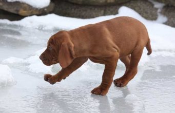 What’s the Best Ice Melt Safe for Pets? What Is the Best Ice Melt Safe for Pets