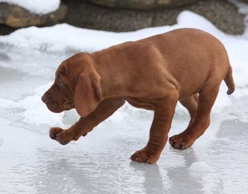 What’s the Best Ice Melt Safe for Pets? What Is the Best Ice Melt Safe for Pets