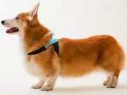 Your Dog’s Emotions Can Now Be Decoded With a Dog Collar Your Dog’s Emotions Can Now Be Decoded By A Collar