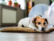 5 Best Dog Recovery Cones to Prevent Dogs from Licking Wounds Put E-Cone on your dog to prevent them from licking and scratching the sunburned area