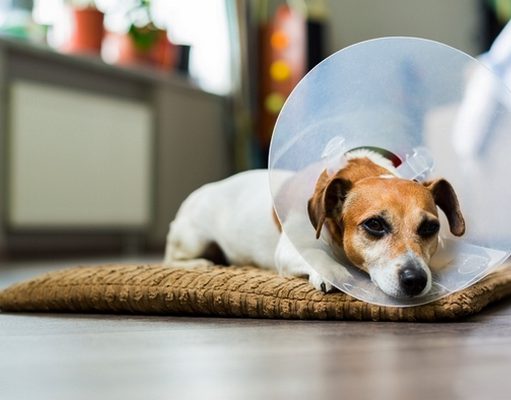 5 Best Dog Recovery Cones to Prevent Dogs from Licking Wounds Put E-Cone on your dog to prevent them from licking and scratching the sunburned area