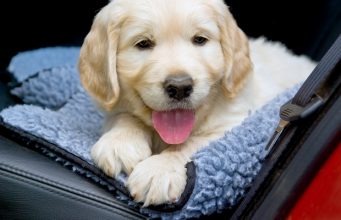 Best Car Seat Cover for Dogs Comparison: MIU PET vs. Epica vs. Pettom Best Car Seat Cover for Dogs