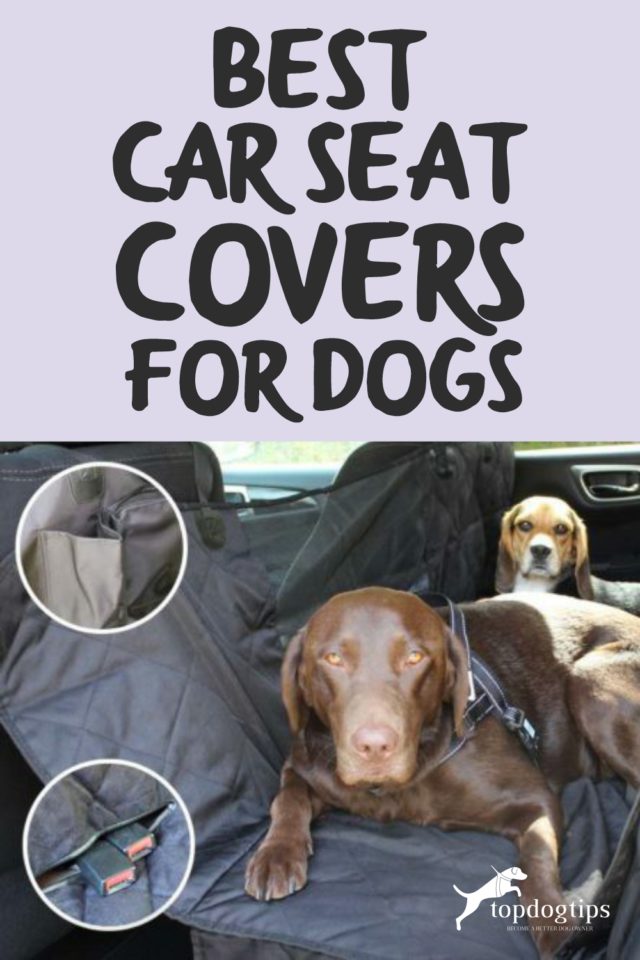 Best Car Seat Cover for Dogs Comparison MIU PET vs. Epica vs. Pettom