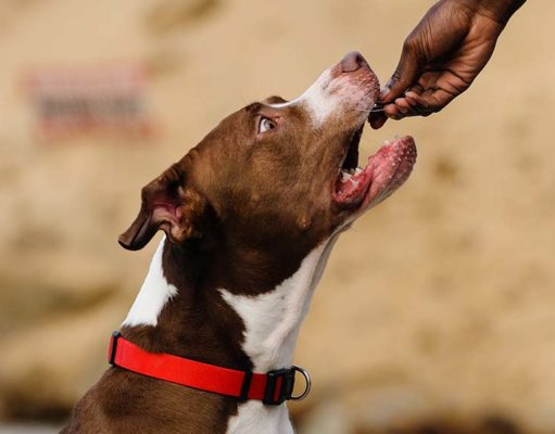 Best Dog Foods for Pitbulls to Gain Weight and Lean Muscle Best Dog Foods for Pitbulls to Gain Weight and lean Muscle