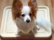 What’s the Best Indoor Pet Patio Potty for Dogs? Best Indoor Pet Patio Potty for Dogs