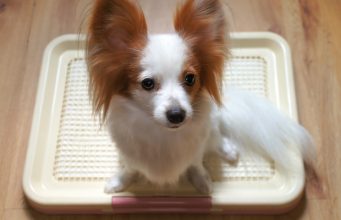 What’s the Best Indoor Pet Patio Potty for Dogs? Best Indoor Pet Patio Potty for Dogs