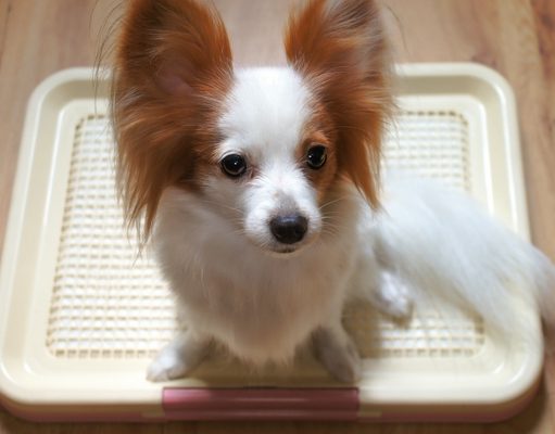 What’s the Best Indoor Pet Patio Potty for Dogs? Best Indoor Pet Patio Potty for Dogs