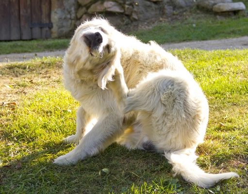 5 Best Remedies for Dog’s Dry and Itchy Skin, Paws and Nose Best Remedies for Dogs Dry Skin