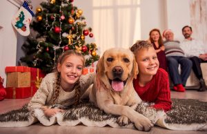 22 Dos and Don’ts When Spending Christmas with Dogs Christmas with Dogs