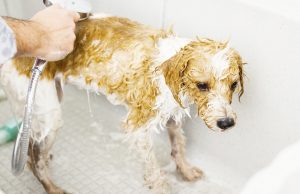 Dog Grooming Schedule: How Often Should You Groom Your Dog Dog Grooming Schedule