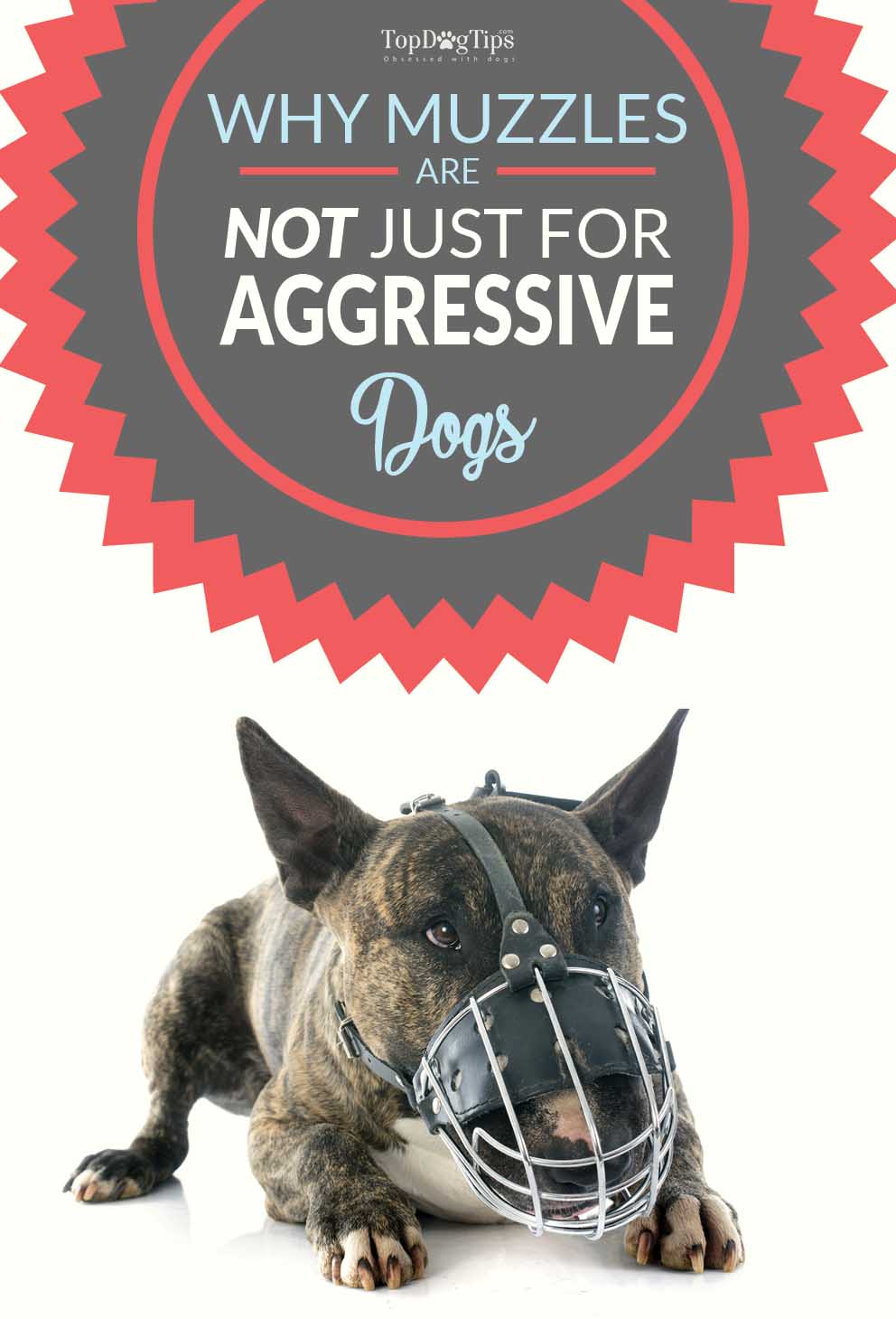 Dog Muzzles Aren’t Just for Aggression