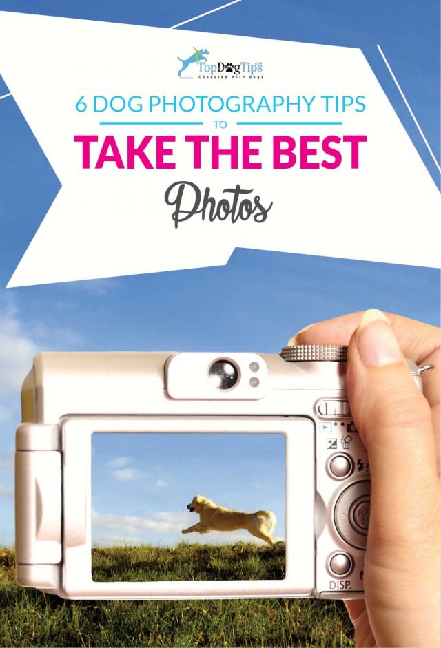 6 Dog Photography Tips to Take Great Photos of Your Dog