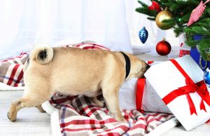 17 Best Christmas Gift Ideas for Dogs Gift Ideas for Dogs