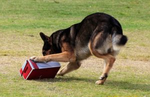 How To Train A Dog To Do Nose Work And Why You Should (Video Guide) How To Train A Dog To Do nose Work