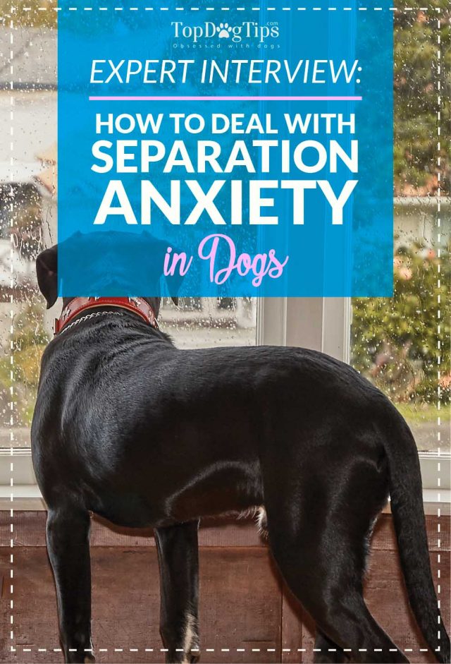 Gallery Detail: Interview How To Deal With Separation Anxiety In Dogs