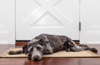 TOP #11: How to Deal With Separation Anxiety in Dogs ft. Michele Dixon How to Deal With Separation Anxiety in Dogs