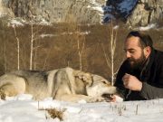 Man Adopts a Dog Only to Discover That He’s Actually a Wolf Man Adopts Dog Only to Discover That He’s Actually a Wolf