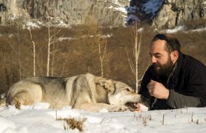 Man Adopts a Dog Only to Discover That He’s Actually a Wolf Man Adopts Dog Only to Discover That He’s Actually a Wolf