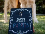 Pregnant Dog Gets the Maternity Photoshoot She Deserves Pregnant Dog Gets the Maternity Photoshoot She Deserves